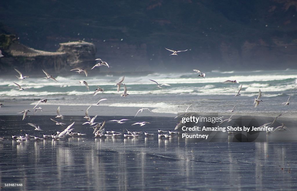 White Fronted Terns fly at Muriwai Beach