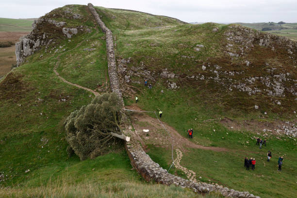 GBR: 'Sycamore Gap' Tree At Hadrian's Wall Felled Overnight