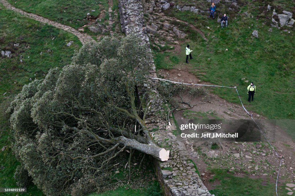 'Sycamore Gap' Tree At Hadrian's Wall Felled Overnight