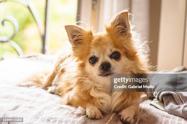 portrait of chihuahua dog at home - chihuahua stock-fotos und bilder