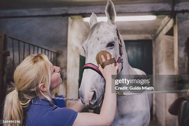 woman grooming horse head - tierbürste stock-fotos und bilder