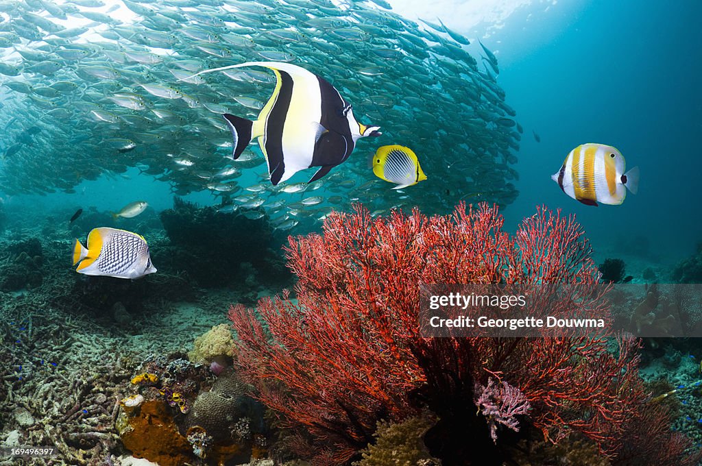 Coral reef with fish