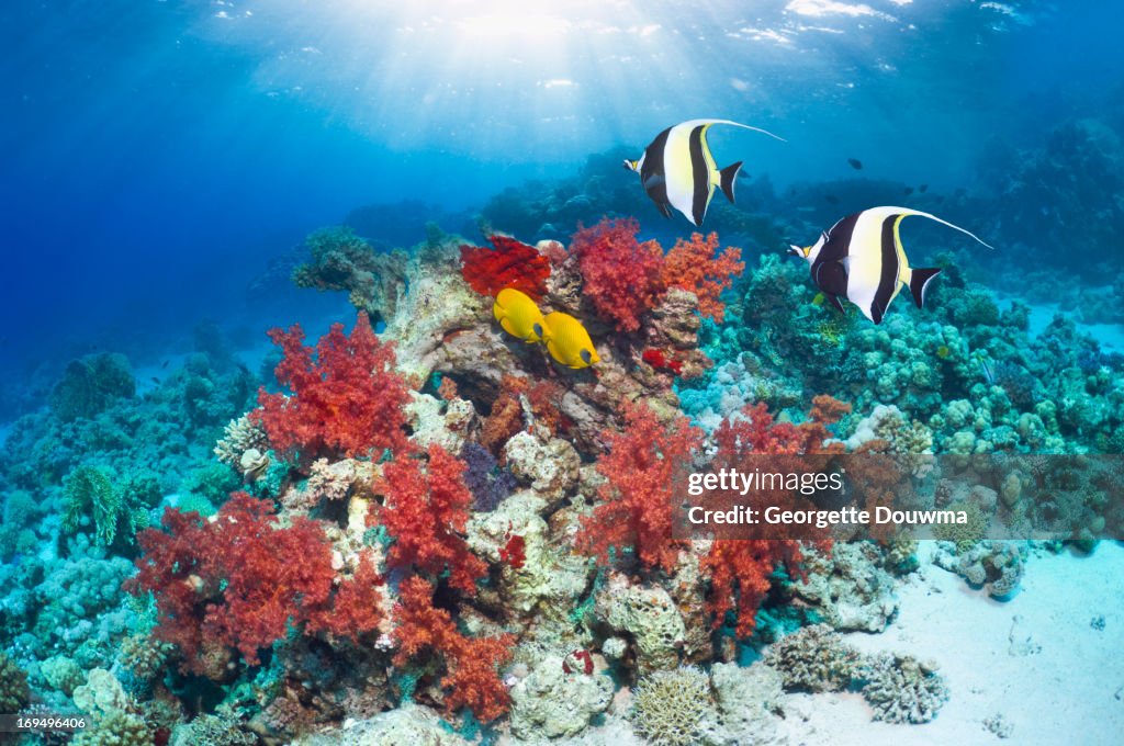 Coral reef with fish