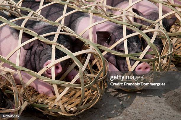 At Bao Lac Market, pigs are wrapped up in net-like baskets, which make them look like saussages.