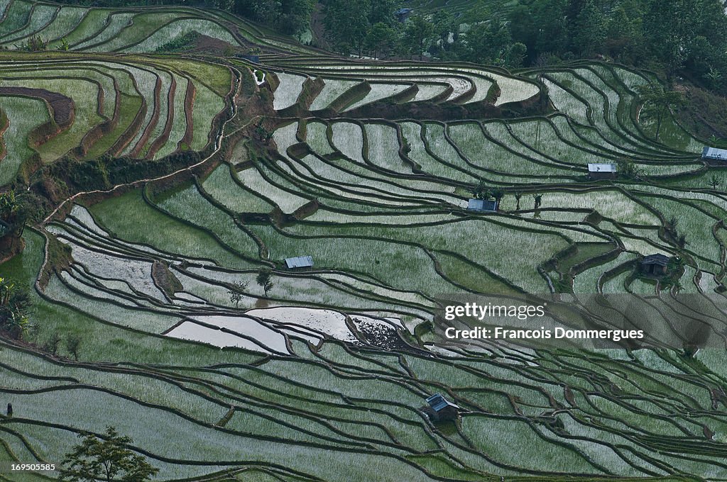 Yuanyang Rice Terraces