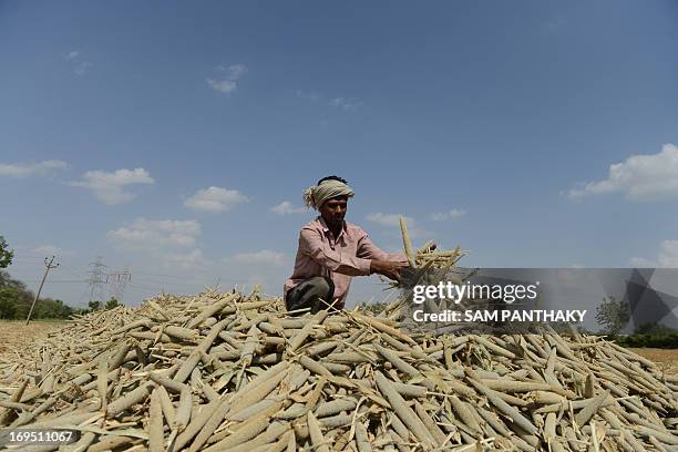 An Indian farm labourer piles millet in a field at Palaiya village of Dehgam Taluka, some 50 kms from Ahmedabad on May 26, 2013. Indian agriculture...