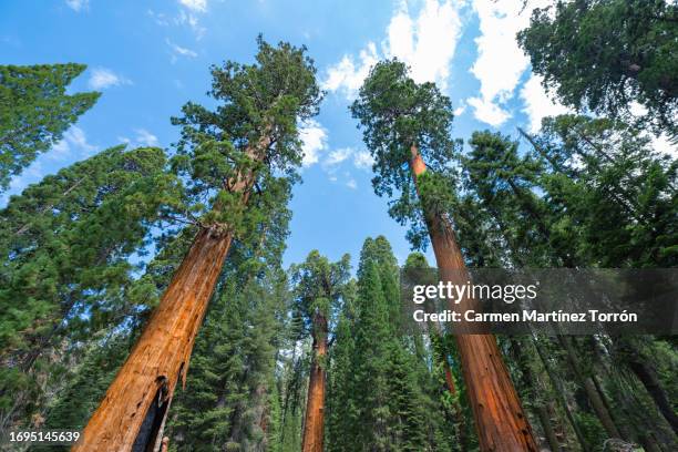 sequoia national park, california, usa. - sequoia tree stock pictures, royalty-free photos & images