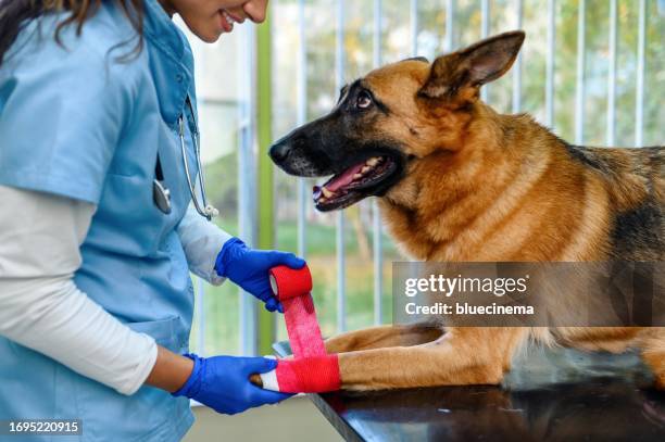 veterinarian bandaging a paw of a dog lying on the table at veterinary clinic - achterpoot stockfoto's en -beelden