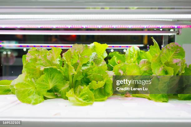 Led Light Chamber 59 Led Light Chamber Stock Photos, High-Res Pictures, and Images ...