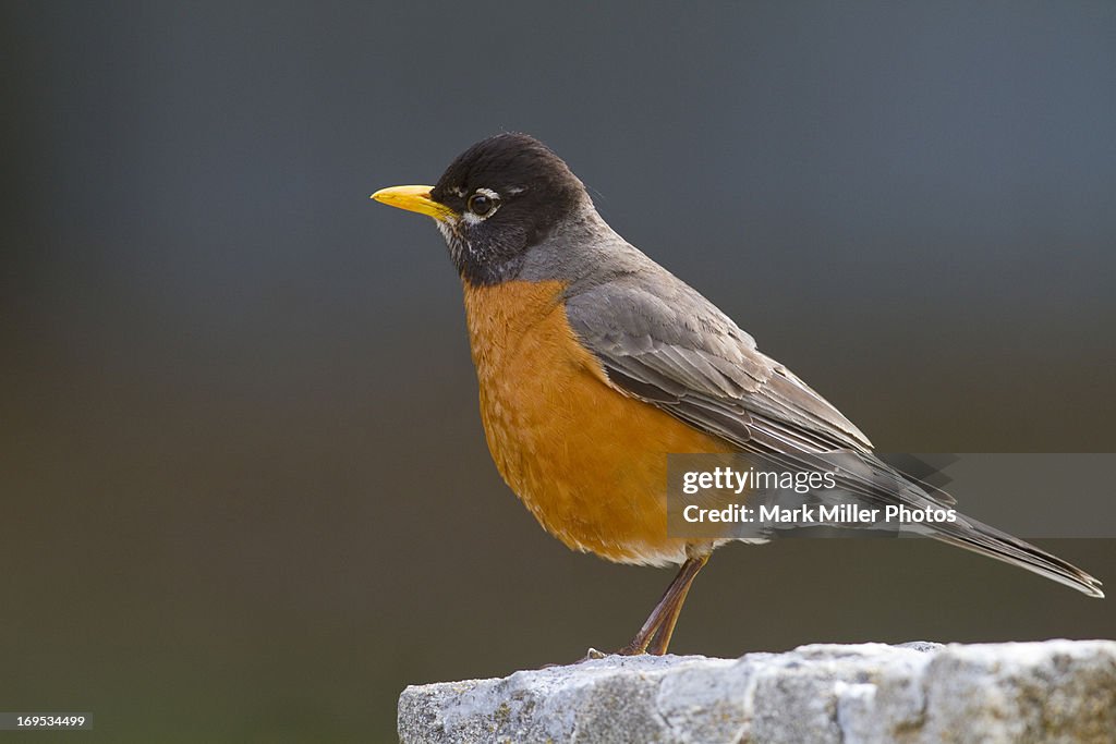 American Robin perched on rock wall