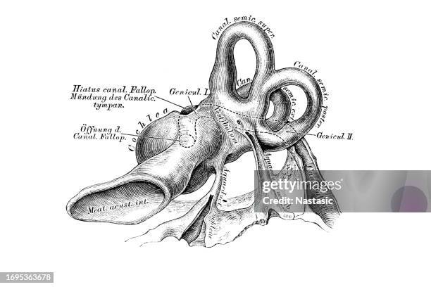 the bony labyrinth from behind - human artery stock illustrations