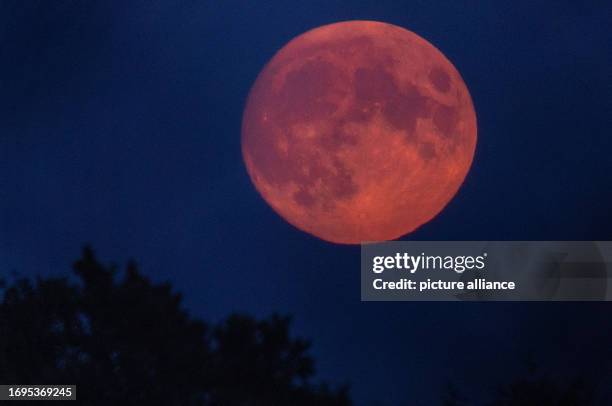 September 2023, Mecklenburg-Western Pomerania, Bisdorf: Shining red the moon rises. On the next full moon will be visible over Germany. Photo: Jens...