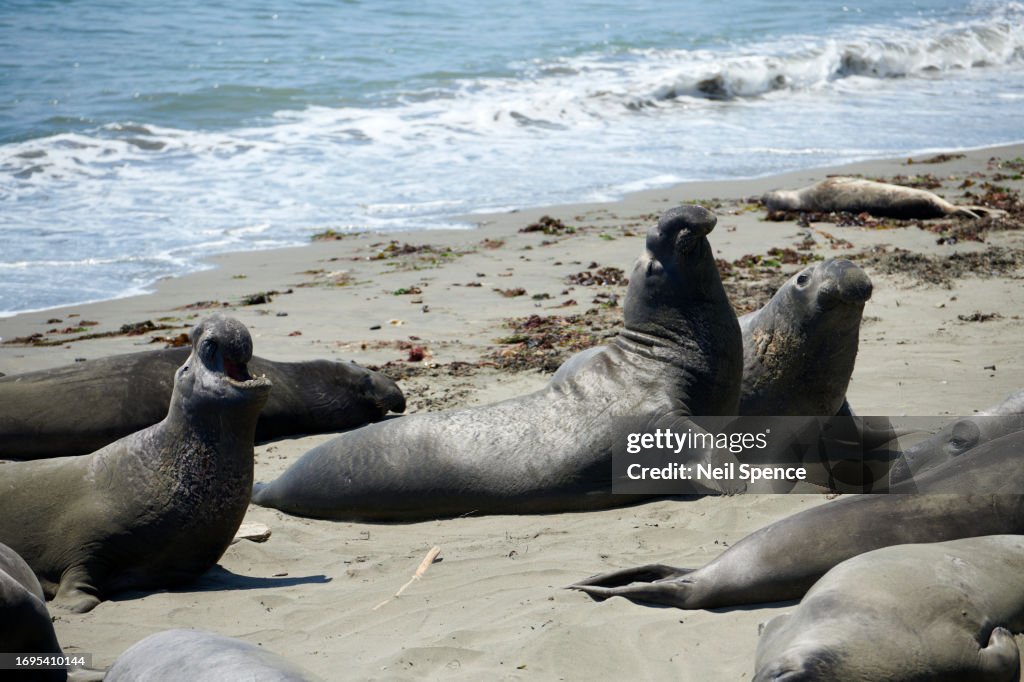 Ocean Vista Point San Simeon, California 2023