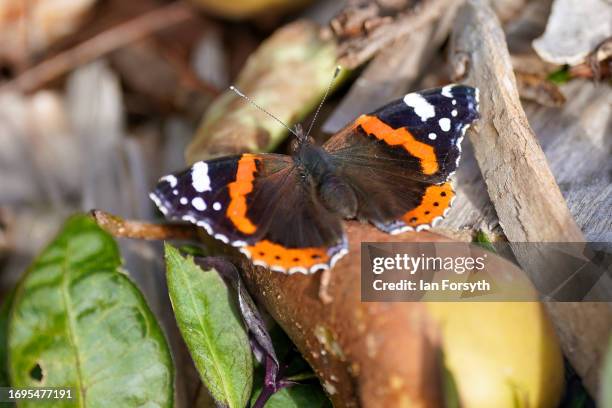 Red Admiral butterfly sits on a pear fallen from a tree in a garden on September 22, 2023 in Saltburn By The Sea, United Kingdom.