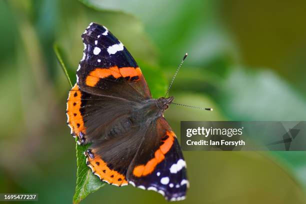Red Admiral butterfly sits on a pear tree in a garden on September 22, 2023 in Saltburn By The Sea, United Kingdom.