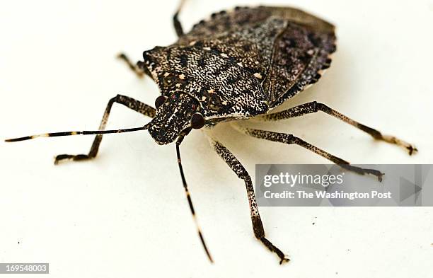 Doug Inkley Brown Marmorated Stink Bug Photos and Premium High Res Pictures - Getty ...