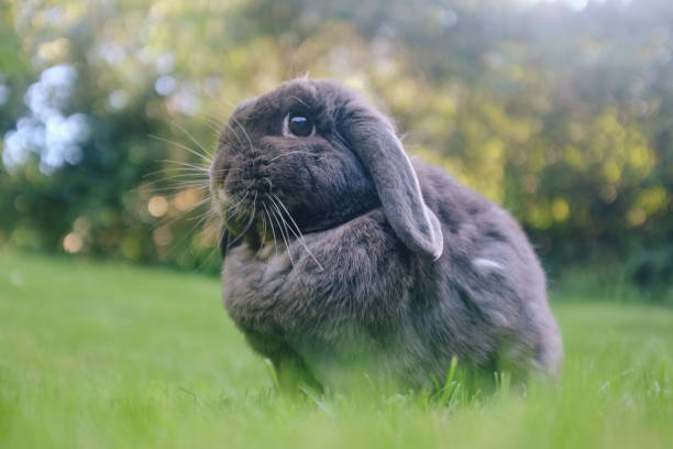 Dwarf Long Rabbit 96 Dwarf Lop Rabbits Stock Photos, High-Res Pictures, and Images ...