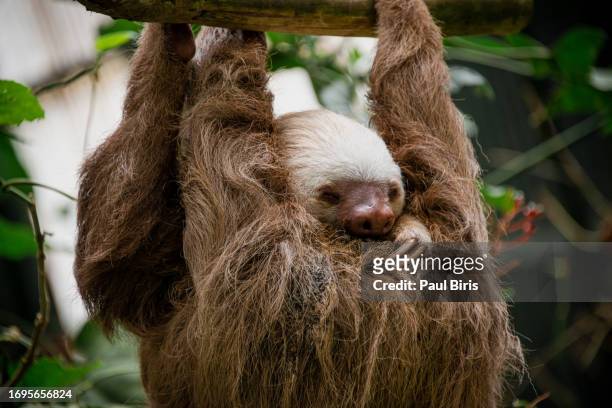 sloth hanging from a branch and sniffing himself, costa rica - three toed sloth stock pictures, royalty-free photos & images