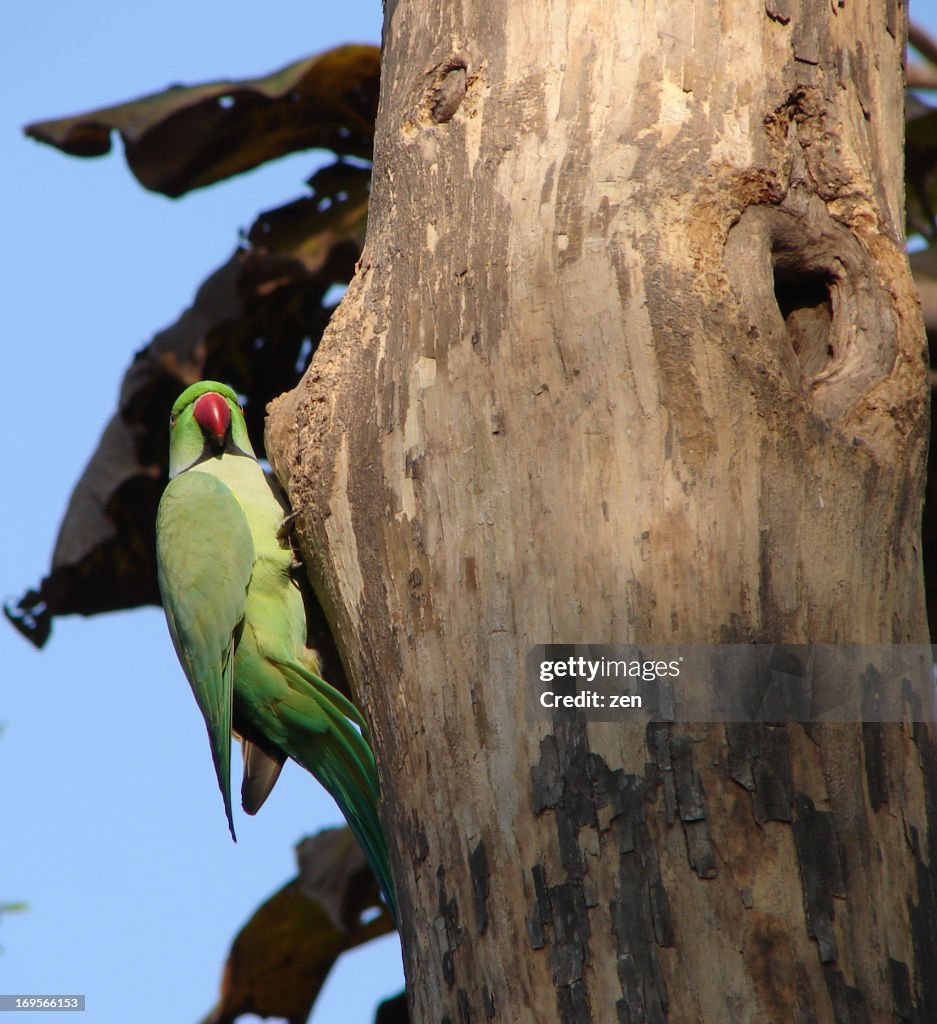 Rose-ringed Parakeet