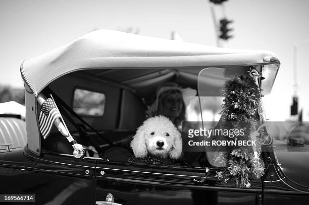Dog rides in the passenger seat of an antique car participating in the 2013 Canoga Park Memorial Day Parade in Canoga Park, California, May 27, 2013....