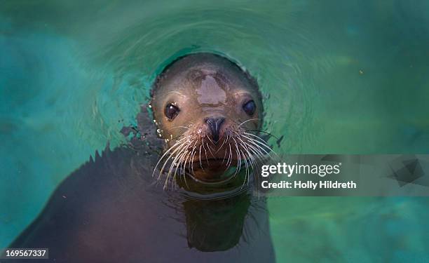 california sea lion (zalophus californianus) - missouri seal stock pictures, royalty-free photos & images