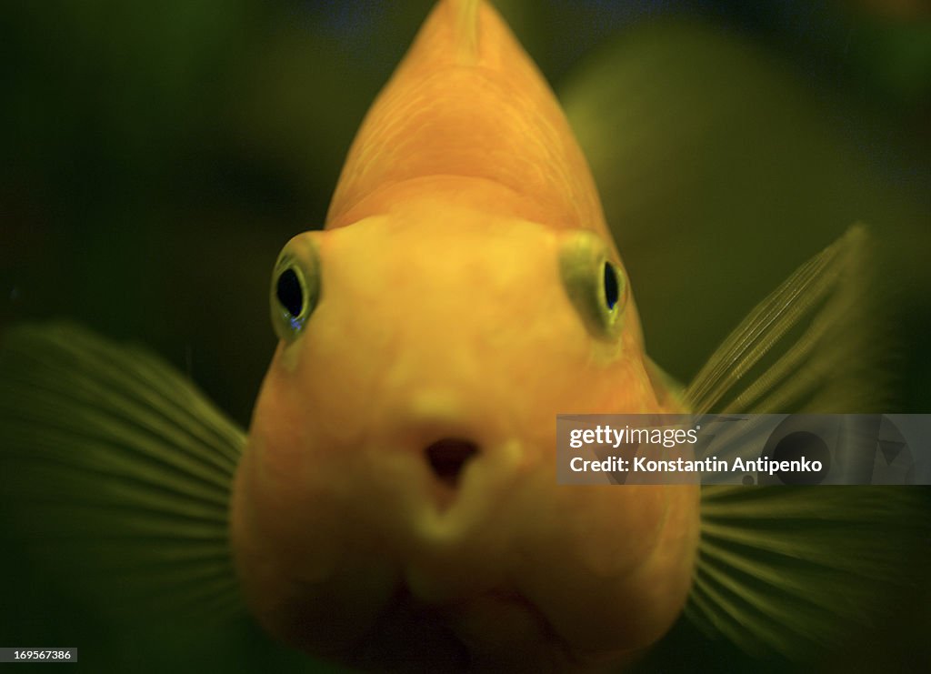 Big gold fish