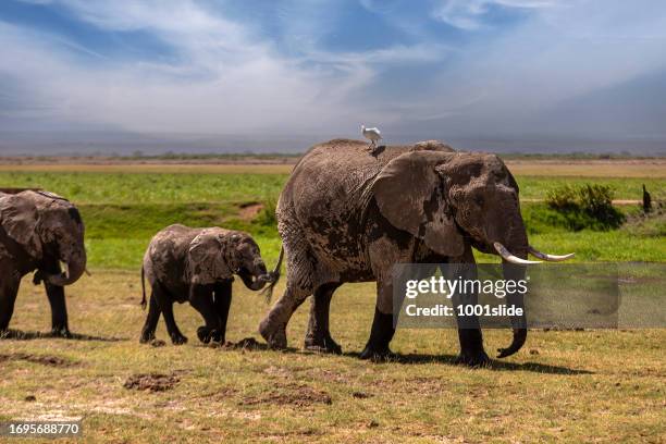 african elephants in wildlife - elephant calf stock pictures, royalty-free photos & images