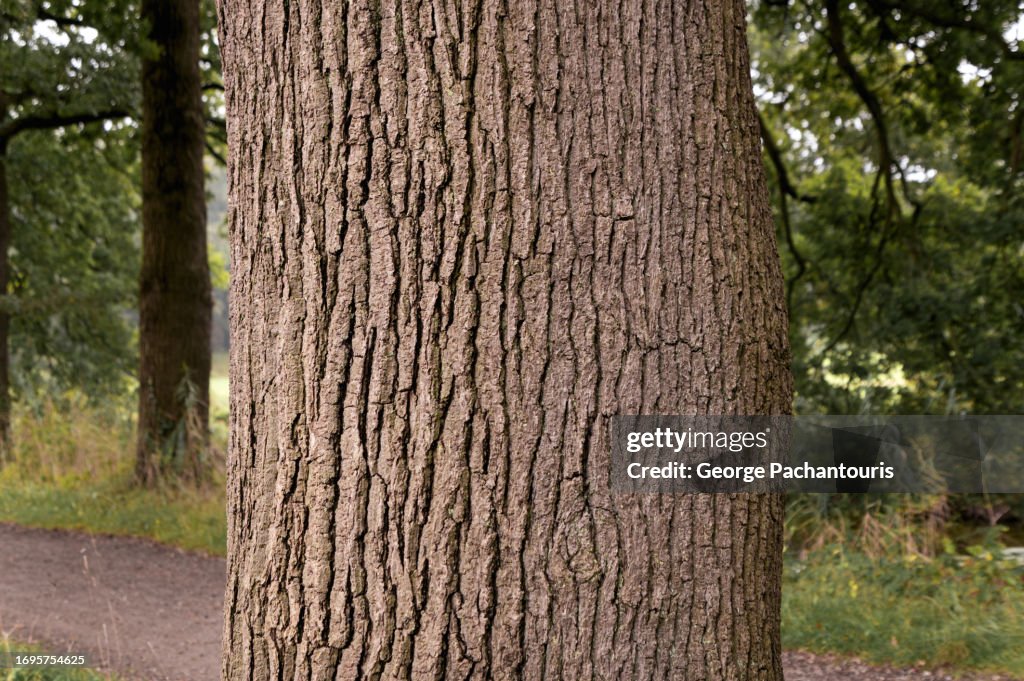 Tree trunk close-up in the forest