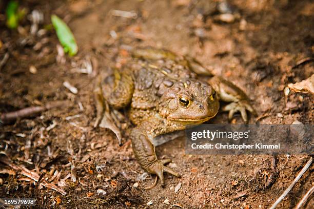 155 Earth Toad Stock Photos, High-Res Pictures, and Images - Getty Images
