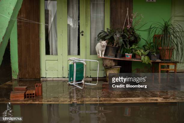Cat in front of a flooded house in Porto Alegre, Rio Grande do Sul state, Brazil, on Thursday, Sept. 28, 2023. Numerous tropical storms battered...