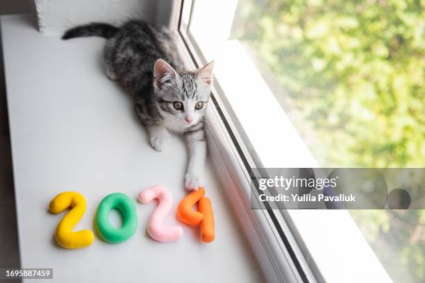 small kitten is lying on white windowsill, playing at home. cat touches with colored numbers 2024 - back to school party stock pictures, royalty-free photos & images