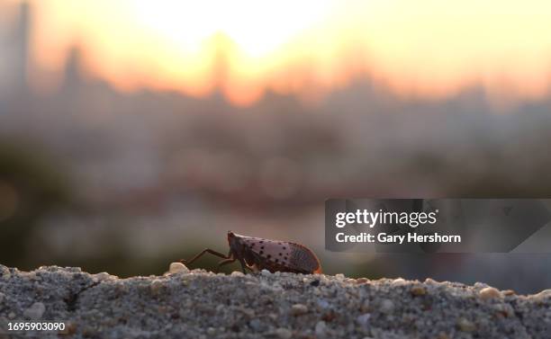 The sun rises behind the skyline of midtown Manhattan in New York City as a spotted lanterfly walks on a wall on September 22, 2023 in Jersey City,...