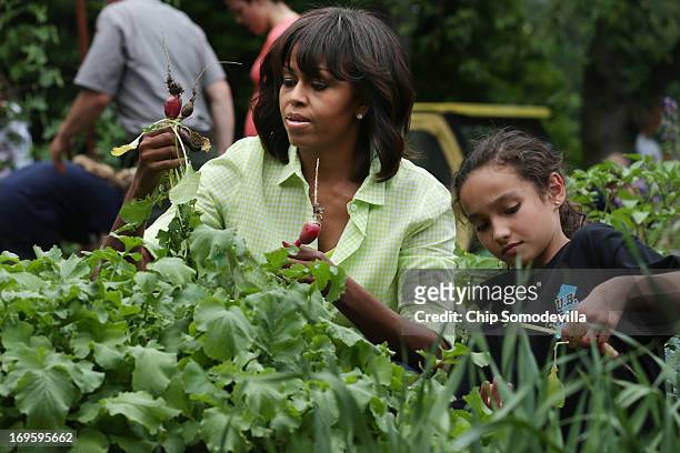First lady Michelle Obama harvests raddishes and other vegetables from the White House Kitchen Garden's summer crop with children from two New Jersey...