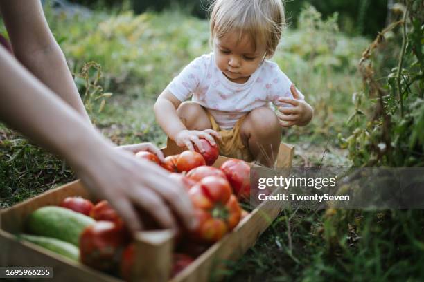picking ripe vegetables from our garden - tomato farmer stock pictures, royalty-free photos & images