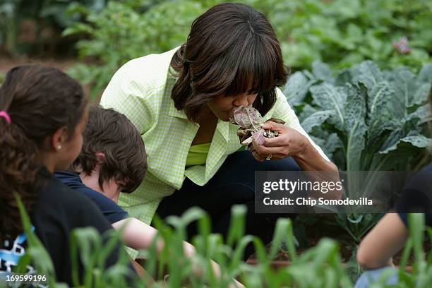 First lady Michelle Obama harvests raddishes and other vegetables from the White House Kitchen Garden's summer crop with children from two New Jersey...