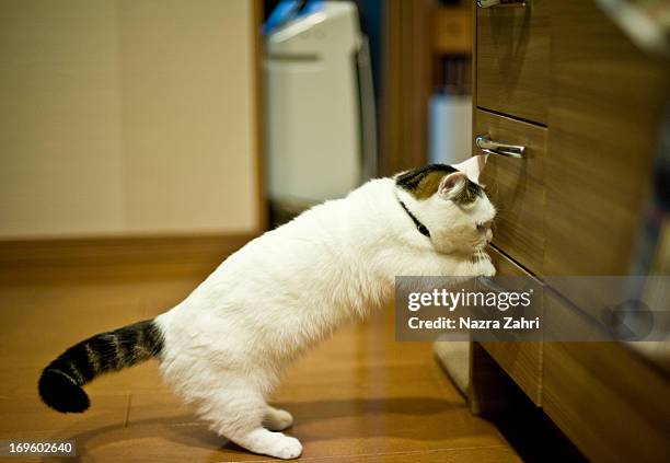 munchkin cat trying to pull a drawer - munchkin cat bildbanksfoton och bilder