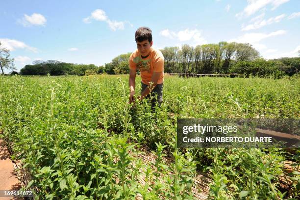 Worker is seen in a stevia plantation, known as "sweet herb", or "ka´a he´e" in the native Guarani language, in Caacupe, 50 kms east of Asuncion,...