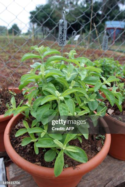 Stevia plant is showed to visitors at the Imperio Guarani company 10 km from Asunción, Paraguay 27 June 2007. The plant, known in Paraguay as "sweet...