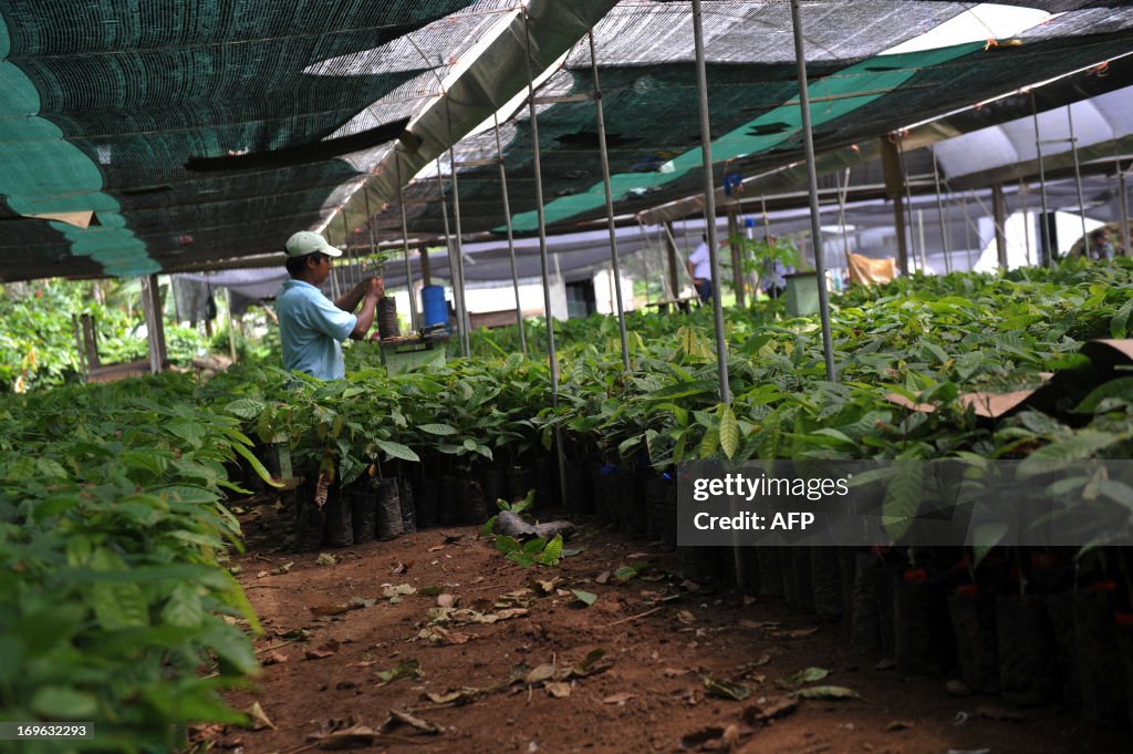 COSTA RICA-AGRICULTURE-CACAO