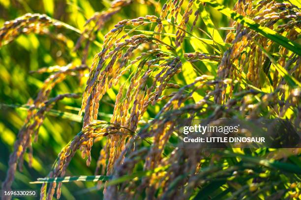 Stalks From Rice 148 Japanese Rice Stalks Stock Photos, High-Res Pictures, and Images ...