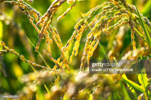 Stalks From Rice Japanese Rice Stalks Photos and Premium High Res Pictures - Getty Images
