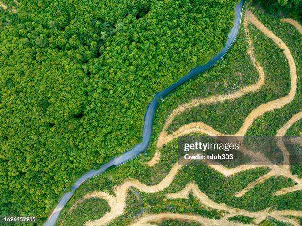 the edge of the tree line at a clear cut logging site - reforestation stock pictures, royalty-free photos & images