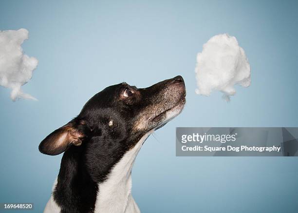 head in the clouds - cotton cloud stock pictures, royalty-free photos & images