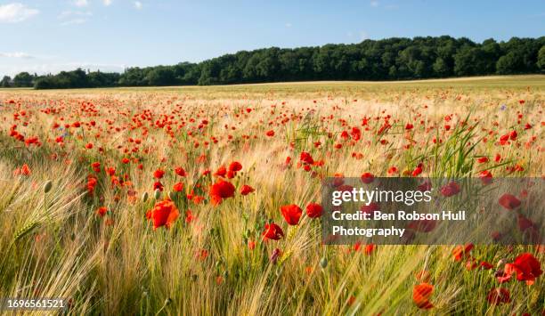 poppy wild flower meadow - loire valley spring stock pictures, royalty-free photos & images