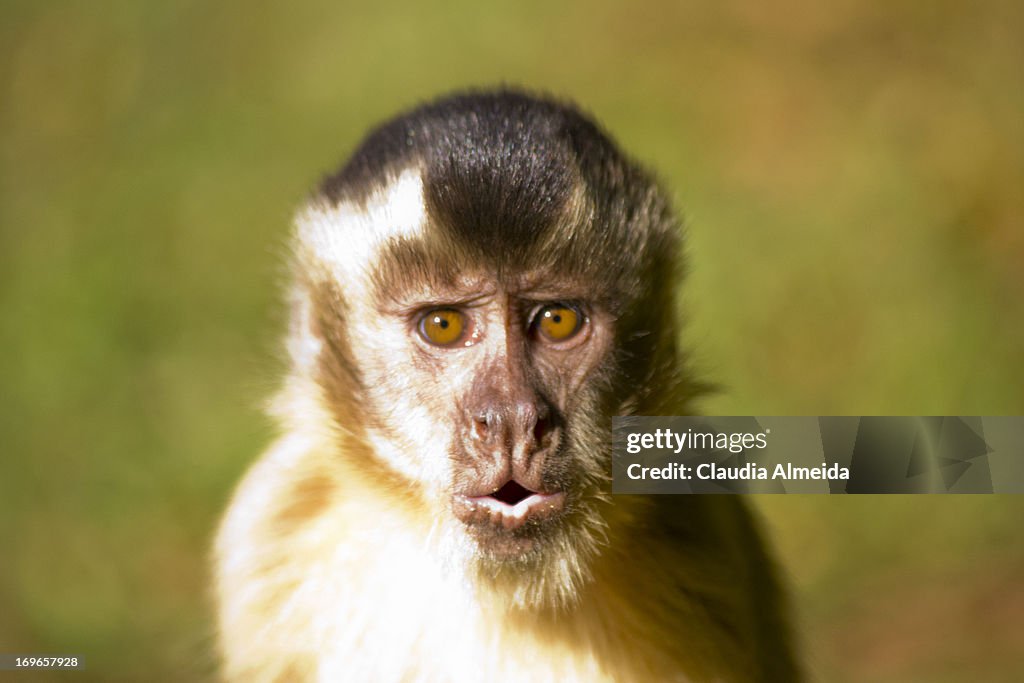 Macaco Prego High-Res Stock Photo - Getty Images
