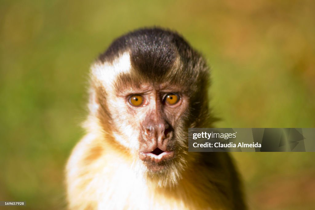 Macaco Prego High-Res Stock Photo - Getty Images