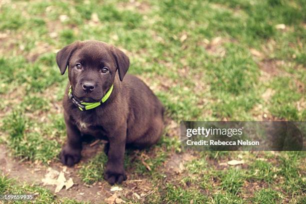 chocolate lab puppy - chocolate labrador retriever stock pictures, royalty-free photos & images