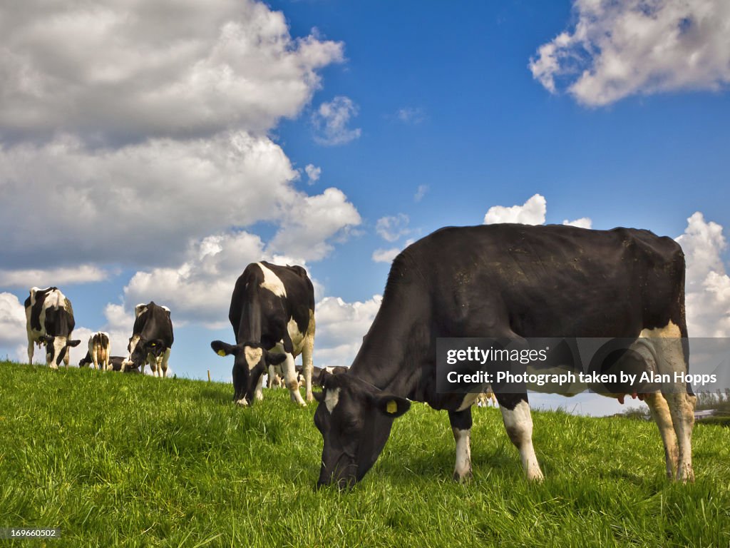 Cows at grass