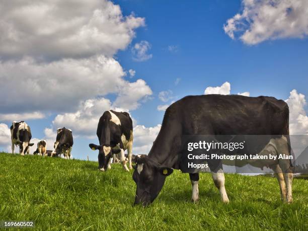 cows at grass - grazing stock pictures, royalty-free photos & images