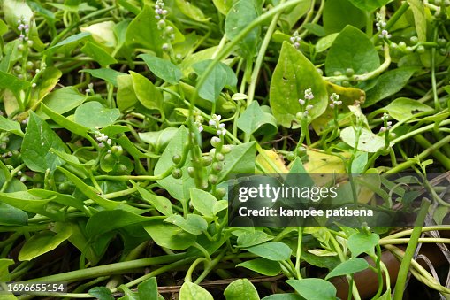 Basellaceae Basella Alba Linn Basella Rubra Linn High-Res Stock Photo ...